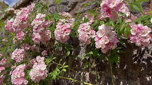 A trip out of the farm with a family trip to St Fagans National Museum of History well worth a visit @caenhillcc #visitwales #dayout | Caenhill Countryside Centre