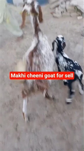 Makhi cheeni goats #goatfarming