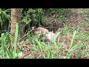 Sloth with Baby, Crossing Road in Costa Rica