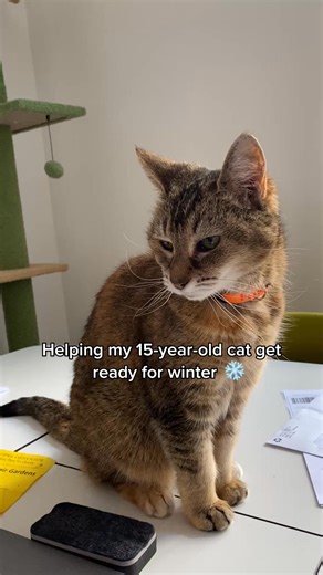 4.6K views | Did you know: 95% of cat parents see incredible health changes after switching to KatKin? 樂 From less mess in the litter tray to improved appetite and softer, thicker fur. Because our real meat recipes help cats thrive. No compromises. Sign up today + get 20% off your two-week trial box of fresh cat food. | KatKin | Facebook