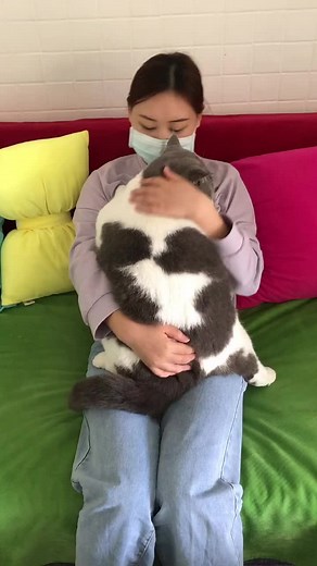 The fattest kitten #cat