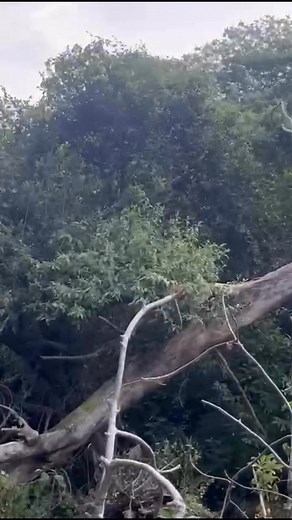 141K views · 2.3K reactions | #fypシ゚viralシ #LosPulgosos #perrosdecaza #garmin #perros @fansdestacados | Los Pulgosos | Facebook