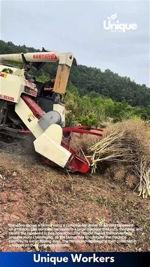 Harvesting Rapeseed with a Combine Harvester on a Hillside