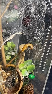 64K views · 947 reactions | Pet Black Widow Feeding! | The Molinaro Snake Lab | Facebook