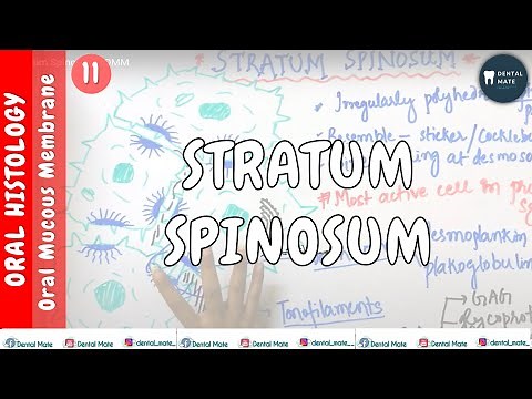 Stratum Spinosum | OMM | Dr Paridhi Agrawal