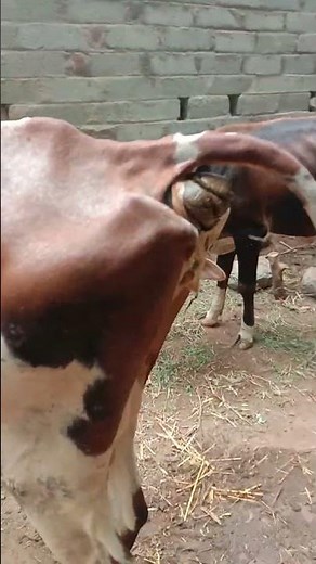 cow Pooping video 2022