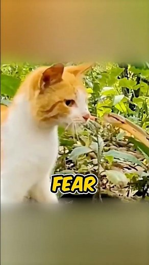 Why Do Cats Win To Snakes? #cat #snake #facts