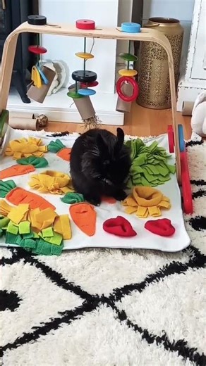 cute bunny washing / Dinky bunny