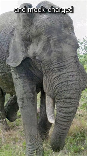 When Giants Charge | Real Wildlife Experience 3 | Elephant | S01 049 | Remarkable Mammals
