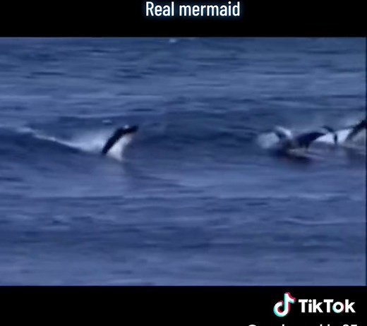 #real mermaid caught on camera #siren #ocean #fyp