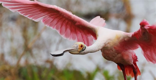 American Flamingo Takes Vacation Up North, Spotted In New York For The First Time Ever