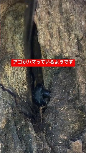 洞の中でロックされたヒラタクワガタを採る #クワガタ #クワガタ採集 #カブトムシ #ヒラタクワガタ