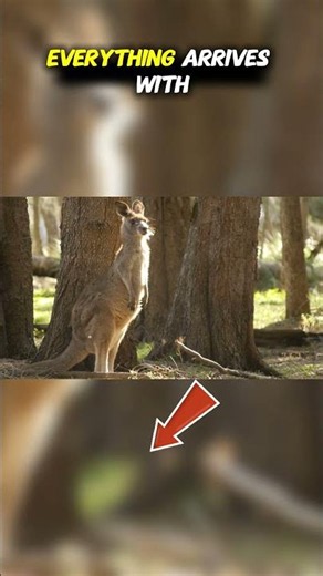 Top Ten Species from the Australian Outback: Welcome to the Outback
