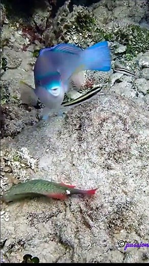 Movie Star, Amazing Princess #roatan #snorkeling #princess