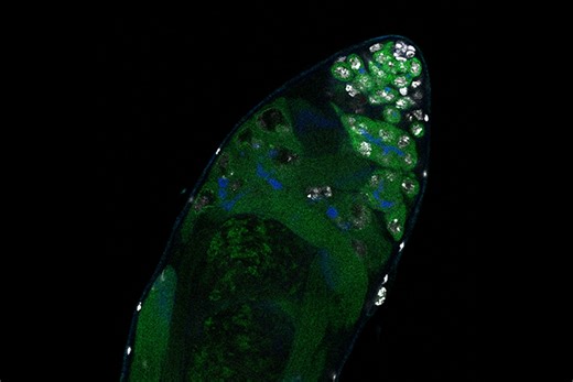 A tour of our cells through time - MIT Department of Biology