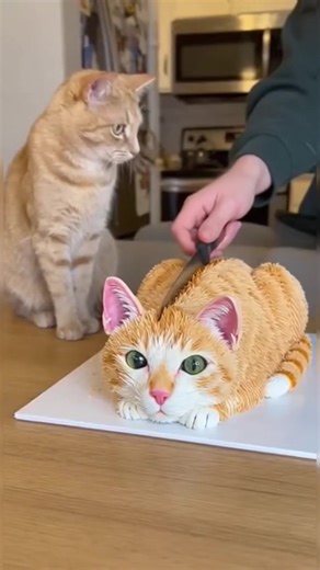 Orange cats only have one brain cell and it just short-circuited.