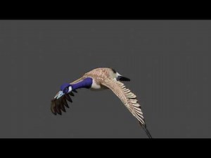 Bird animation showcase- blender 2.9