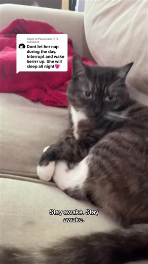 Funny Grumpy Cat Moments That Will Make You Laugh