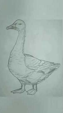 Easy Goose Drawing 🦆 | Simple Pencil Sketch #goosedrawing#howtodraw#easydrawing#pencildrawing