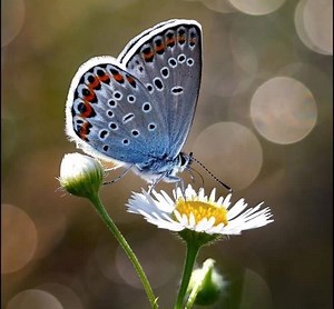 27K views · 487 reactions | Beautiful Butterflies ^_^ ^_^ ^_^ | Wonderful Colors of Nature | Facebook