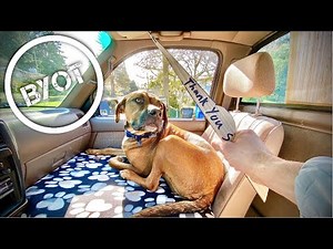 How To Use A TICK STICK : SEE JANE DRILL Amazing Carpentry HACK