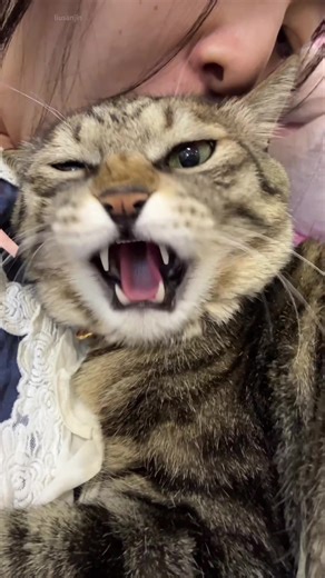 Understanding Your Cat's Meowing Behavior