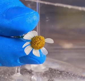 426K views · 857 reactions | Cute handmade epoxy craft with a little daisy inside! | 5-Minute Crafts | Facebook