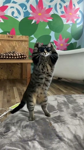 March 2, 2026 🐾 “Dance now, nap later 😹