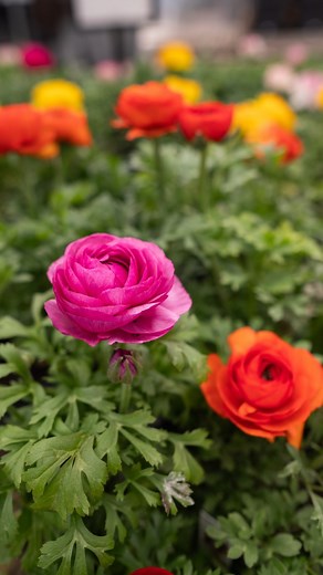 Bring a burst of sunshine indoors with our stunning early spring annuals! Embrace the magic of spring and let your space bloom with happiness. #SpringBlooms #sheridannurseries #spring #ranunculus | Sheridan Nurseries