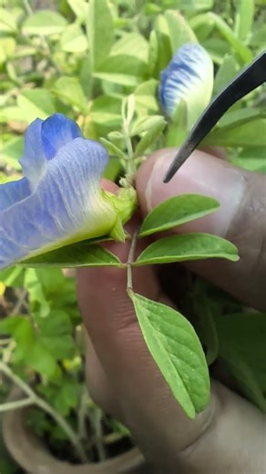 Reproductive parts of flowers