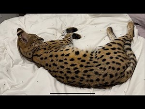 Wild African Serval Cat Pet