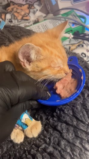 David Loop on Instagram: "Monty made through the night, he even ate a little bit. The next few days will be critical. I want to thank everyone that has donated to his care. #davidloop65"