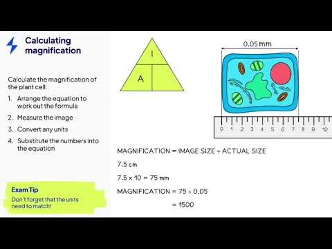 AQA GCSE Magnification Calculations
