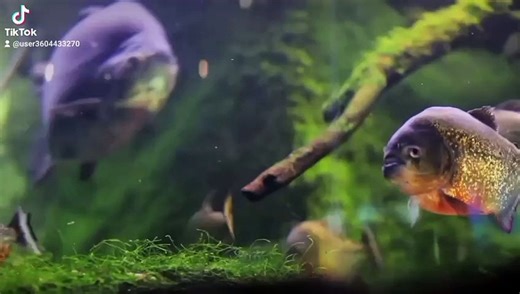 The Best entertainment fish video