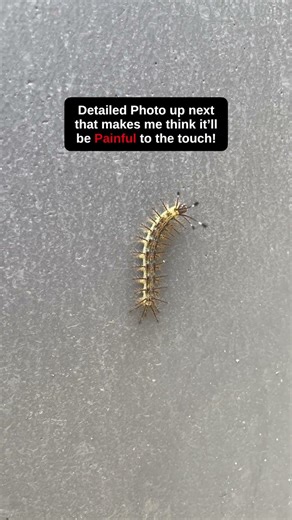 This Caterpillar Has 4 Antennas! 🤯 Can You ID It #shorts