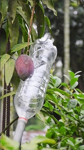 Easy way to making fruit picker by plastic bottle. #diy