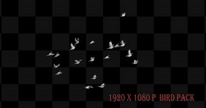 White Birds Flying Flock Transparent Channel Animation