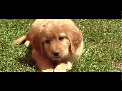8 Hovawart Puppies playing