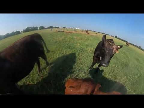 Virtual Fence on the Cow Cam!