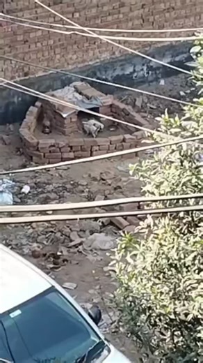 Dog culling leaves the most helpless behind. These tiny souls lost their mother to killing. A reporter at the site saw many dog bodies — one of them was their mother. Local street children tried to protect the puppies, building a small shelter, but in freezing winter, only weeks old… how could they survive? They are safe with us now. Warm. Fed. Alive. Please help us keep them that way — and raise your voice to stop this cruelty. 💳 PayPal: www.paypal.me/TAWFUK ❤️ Construction GoFundMe: https://w