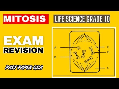 Life Sciences Grade 10 Revision: Mitosis Study Guide