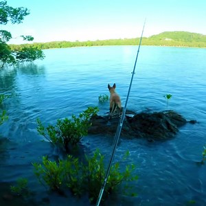 8.3M views · 10K reactions | What’s he doing! Got himself in a spot of bother! Rod - TD Commander 4-9kg Reel - Certate 16 3012 Line - Saltiga PE 1.5 | Fishing With Timmy Turtle | Facebook