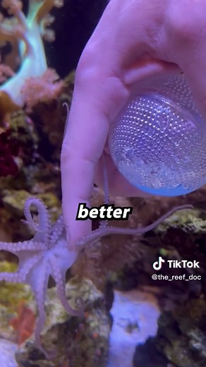 Keeping Octopuses as Pets: What You Need to Know