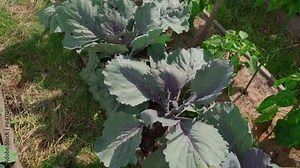Red cabbage grows on the same bed as sweet peppers in the home garden. camera motion over growing vegetables in summer