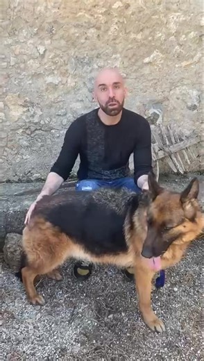 927K views · 12K reactions | CHI AIUTA LARA CON LE CONDIVISIONI? Lara senza CONDIVISIONI restarà in un box a vita. Lara, ha un carattere equilibrato, docile, sa andare a guizaglio. Va d’accordo con cani maschi e femmine . LARA DEVE ESSERE FELICE PER SEMPRE. Adottabile centro nord Italia Per info. 340 8687284 anche su whatsapp | Enpa Odv sezione di Gioia Tauro | Facebook