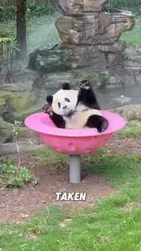 SMILING RED PANDA! #cute #funny #animalshorts