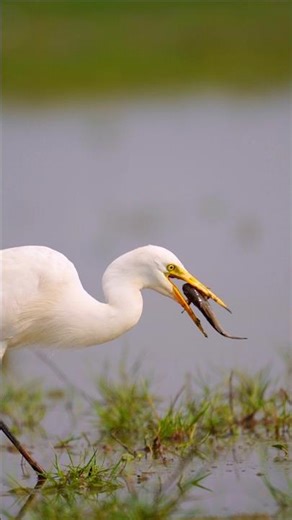 great egret 🦩 eating fish beautiful moment #beautyofwildlifephotography
