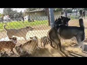 Belgian Malinois Dangerous Fence Running & Fight Nearly Sets Off At Dog Park