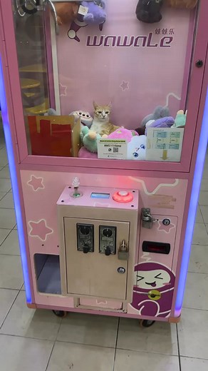 2.2K views · 14 reactions | Nên gắp k tr, tốn tiền gắp mà gắp về tốn tiền nuôi nữa tr | Ting Ting | Facebook