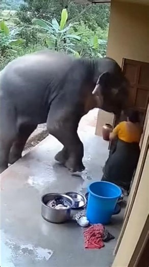 Haathi Ka Gussa Ghar Par Toota 💥 | Real Village Footage #cgsong